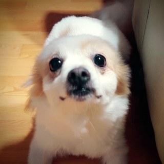 img_20150901_203502_21048411532_o.jpg