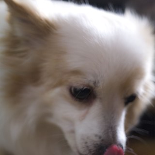 sam_3459_c_33470960355_o.jpg