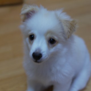 sam_3648_5869730582_o.jpg
