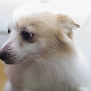 호두
