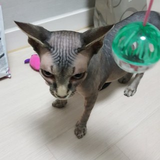 버디