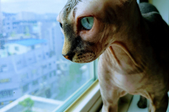 20190518_141732-EFFECTS