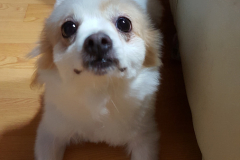 20150901_190827_21030651366_o