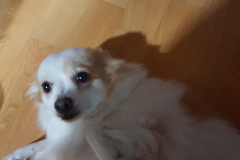 20151216_193038_23596829979_o