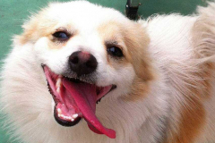 7370352298_a74e1442d4_o