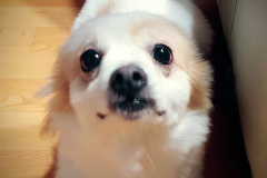 img_20150901_203502_21048411532_o