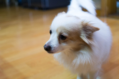 sam_2154_12246712114_o