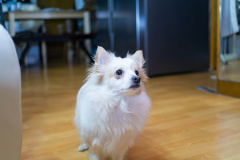 sam_2157_12246282985_o