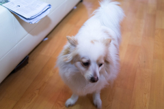 sam_2217_13820005575_o