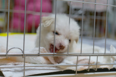 sam_3157_5699056577_o