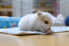 sam_3170_5699655100_o