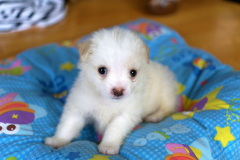 sam_3200_5699140479_o