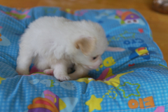 sam_3201_5699715384_o