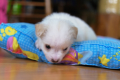 sam_3203_5699719658_o