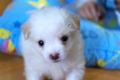 sam_3206_5699155257_o