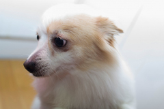 sam_3214_32815398722_o