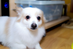 sam_3225_32969683475_o