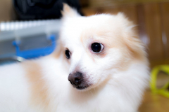 sam_3226_32155042853_o