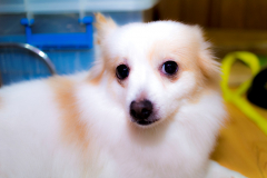 sam_3227_32815438552_o