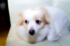 sam_3245_32815437342_o