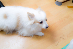 sam_3252_32969699465_o