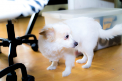 sam_3260_32844973261_o