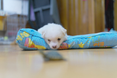 sam_3320_5706918442_o