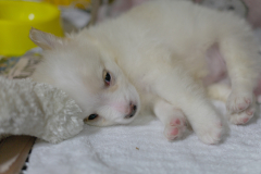 sam_3344_5718543813_o