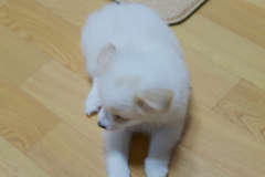 sam_3382_5800345862_o