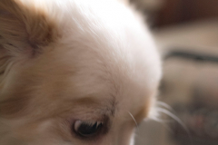 sam_3457_c_33430054926_o