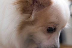 sam_3458_c_32627406084_o