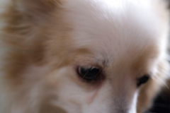 sam_3459_c_33470960355_o