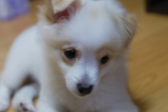 sam_3645_5869727198_o