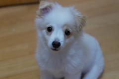 sam_3647_5869728080_o