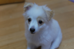 sam_3648_5869730582_o