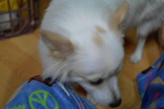 sam_4312_6405020157_o