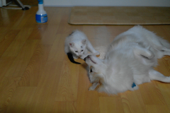 sam_4370_6405030435_o