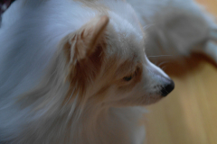 sam_4457_6490622291_o