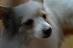 sam_4458_6490623833_o