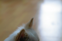 sam_4460_6490624869_o