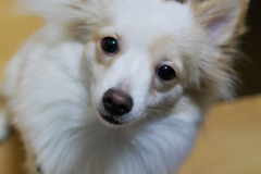 sam_4467_6780549157_o