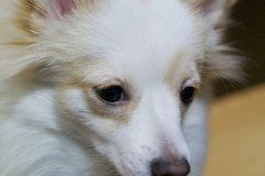 sam_4469_6780550493_o